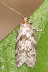 Trachypepla photinella