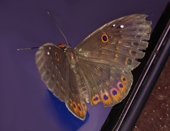 Eurybia molochina