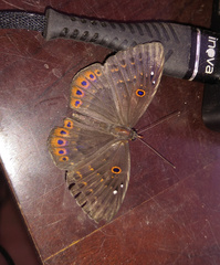 Eurybia molochina