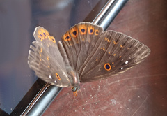Eurybia molochina