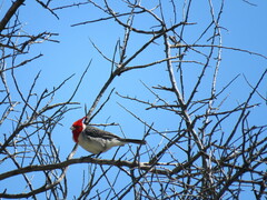 Paroaria coronata