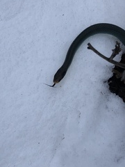 Coluber constrictor foxii