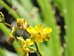 Cyrtopodium flavum