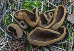 Otidea alutacea