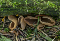 Otidea alutacea