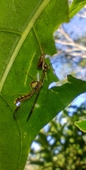 Mantispinae