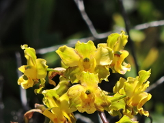 Cyrtopodium flavum