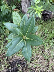 Ficus aurea