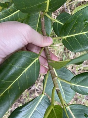 Ficus aurea