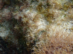 Malacoctenus erdmani