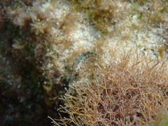 Malacoctenus erdmani
