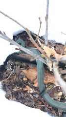 Coluber constrictor foxii