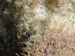Malacoctenus erdmani