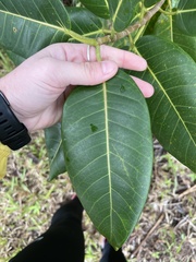 Ficus aurea
