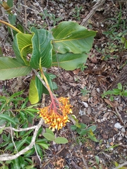 Palicourea rigida