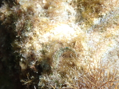 Malacoctenus erdmani