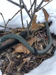Coluber constrictor foxii