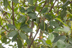 Rhizophora