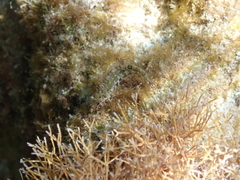 Malacoctenus erdmani