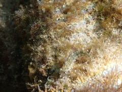 Malacoctenus erdmani