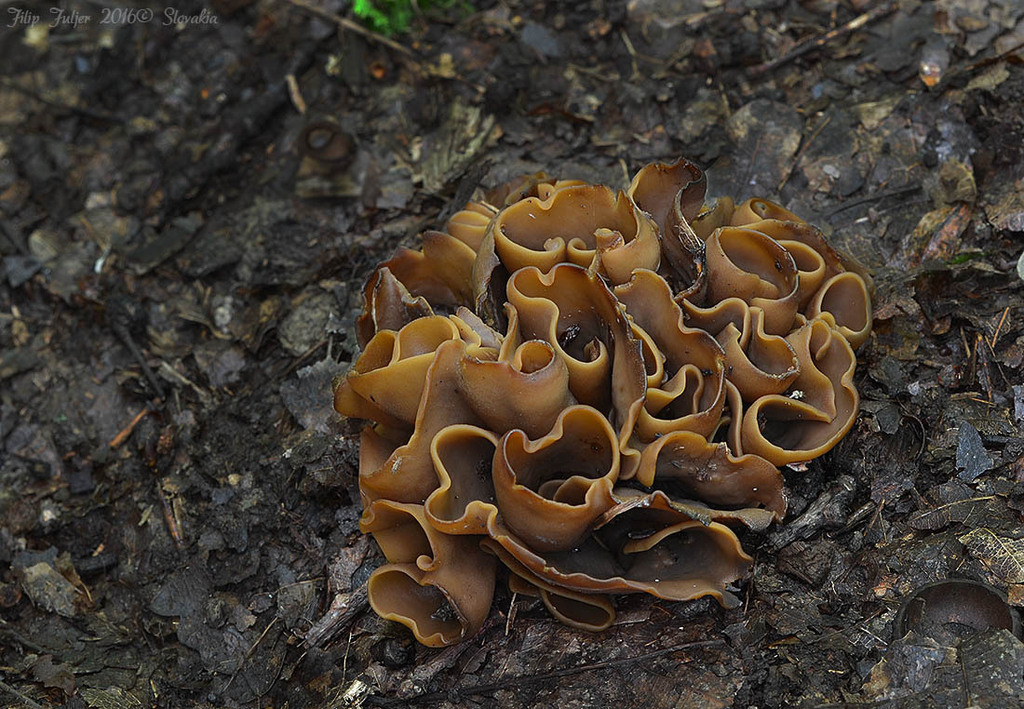 Otidea platyspora
