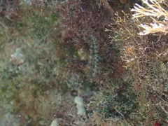 Malacoctenus erdmani