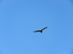 Cathartes aura