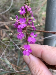 Stylidium productum
