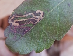Stigmella betulicola