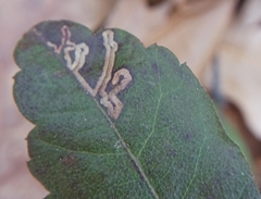 Stigmella betulicola