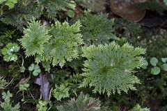 Dendrohypopterygium filiculiforme