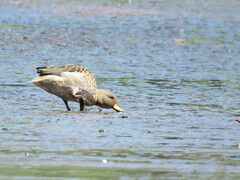 Anas flavirostris