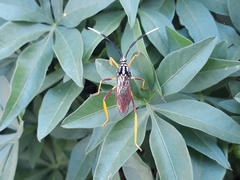 Holhymenia histrio