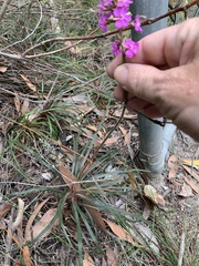 Stylidium productum