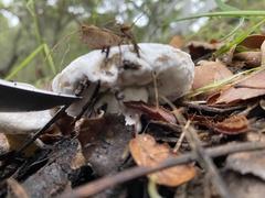 Hypomyces microspermus