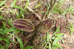 Sobralia madisonii
