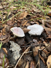 Hypomyces microspermus