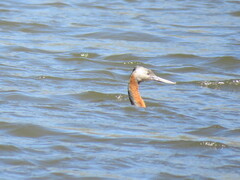 Podiceps major