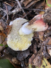 Hypomyces microspermus