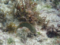 Sparisoma