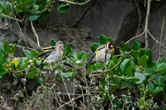 Carduelis carduelis britannica