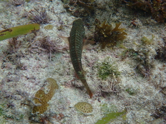 Sparisoma