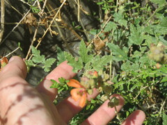 Sphaeralcea