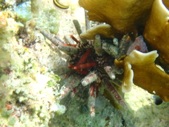 Eucidaris tribuloides