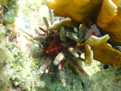 Eucidaris tribuloides