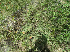 Sphaeralcea