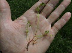 Floerkea proserpinacoides