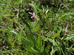 Primula pauciflora macrocarpa