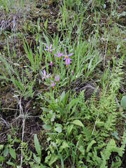 Primula pauciflora macrocarpa
