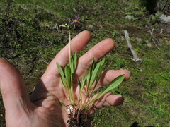 Primula pauciflora macrocarpa